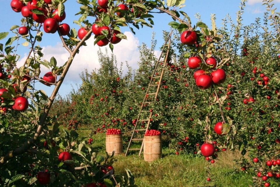 apples-1873078_1280-960x640-min.jpeg apples-1873078_1280-960x640-min.jpeg